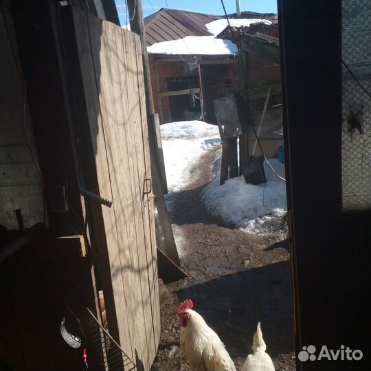 Куры домашние на мясо