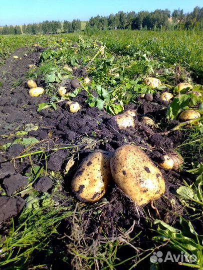 Картофель оптом