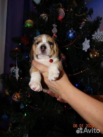 Щенок бигль