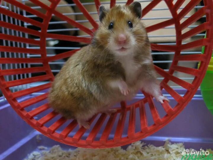 Передержка