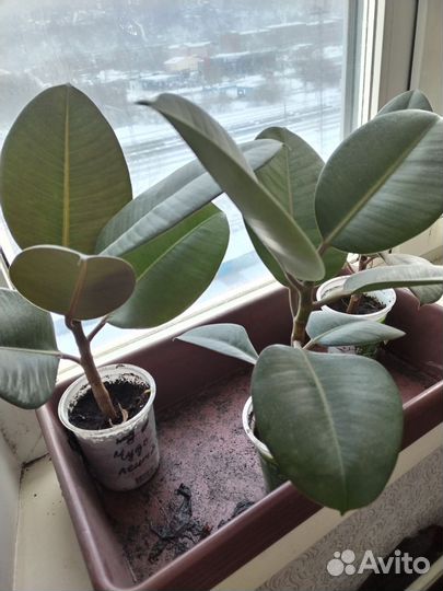 Фикус каучуковый