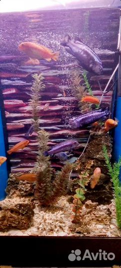 Аквариум