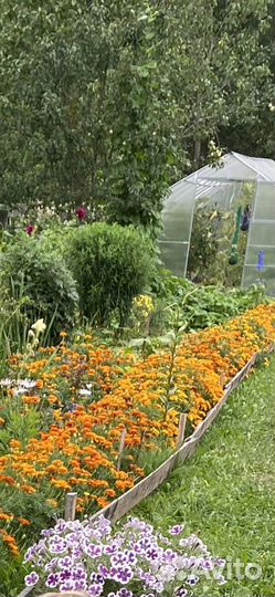 Бархатцы, рассада