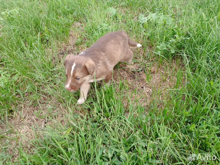 Щенок в добрые руки