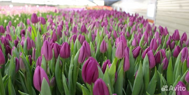 Тюльпаны срезка оптом от производителя