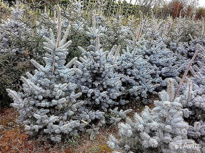 Голубая ель с доставкой