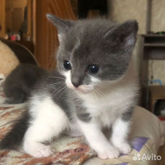 Кошка в дар