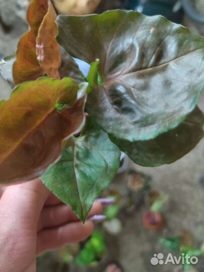 Сингониум клубничный лед