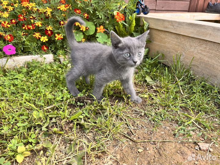 Котята в добрые руки русская голубая