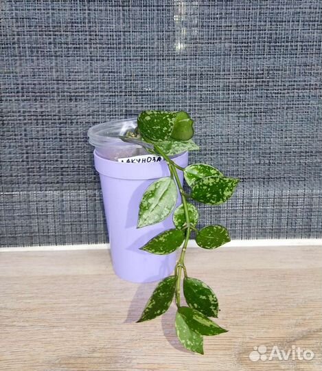 Сортовая хойя, укорененые черенки