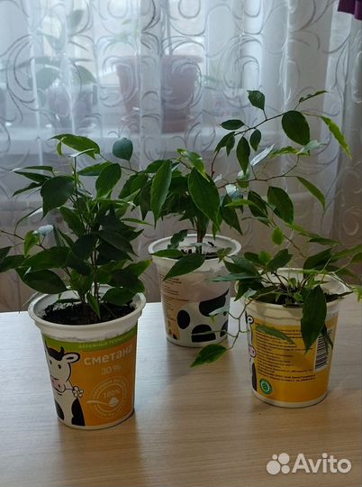 Продам домашние цветы