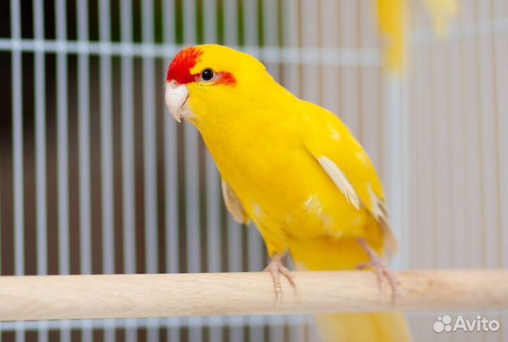 Какарик желтый птенцы