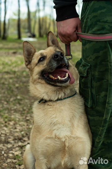 Потрясающий пёс из приюта