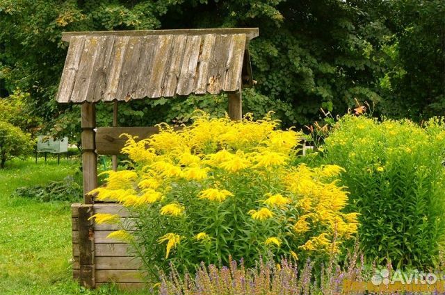 Высокие неприхотливые многолетники