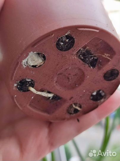 Бокарнея нолина