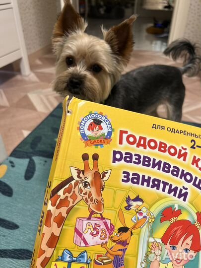 Годовой курс развивающих занятий Лом школа