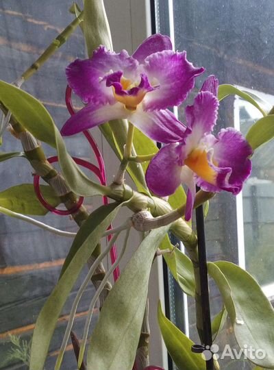 Орхидея дендробиум