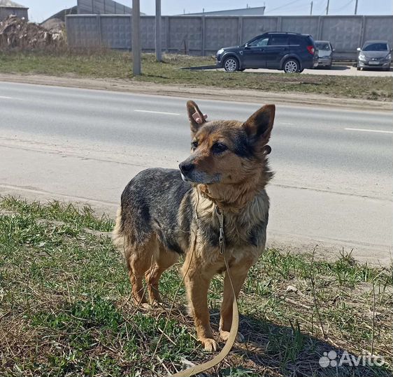 Маленькая собака