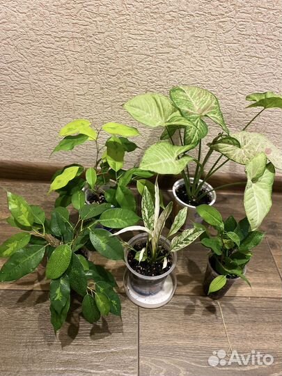 Фикус бенджамина