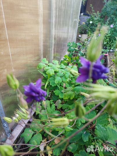 Саженцы эквилегии