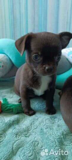 Щенки чихуахуа