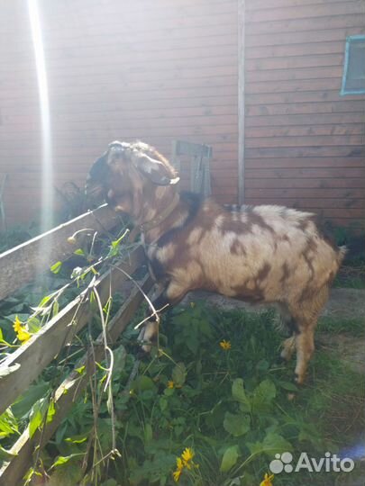 Племенной Англо-Нубиец для вязки