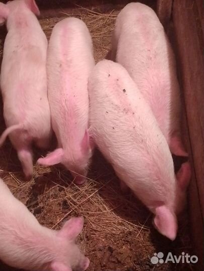 Поросята породы ландрас