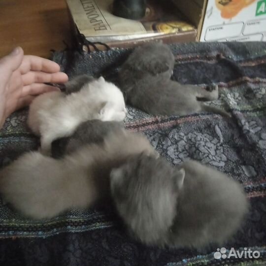 Котята в добрые руки бесплатно
