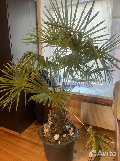 Пальма цветы