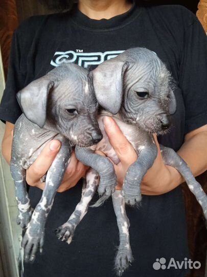 Щенки ксолоитцкуинтли