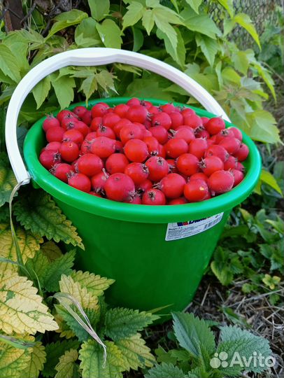 Боярышник плоды