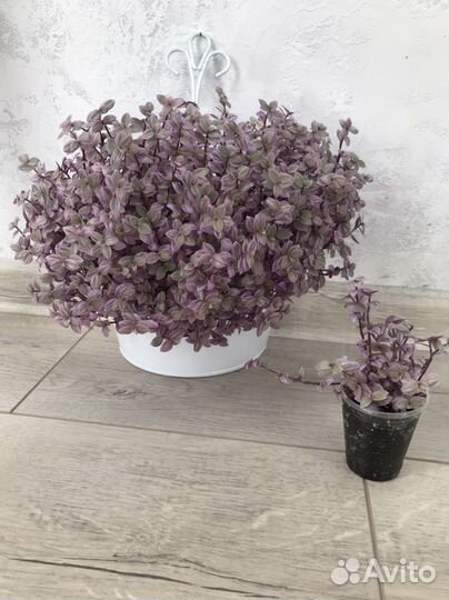 Каллизия розовая пантера домашняя