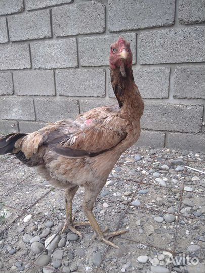 Бойцовые петухи