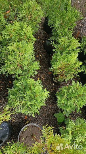 Туя шаровидная 