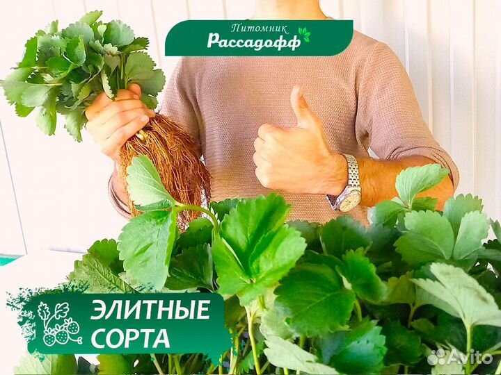 Рассада клубники. Опт от 64 шт