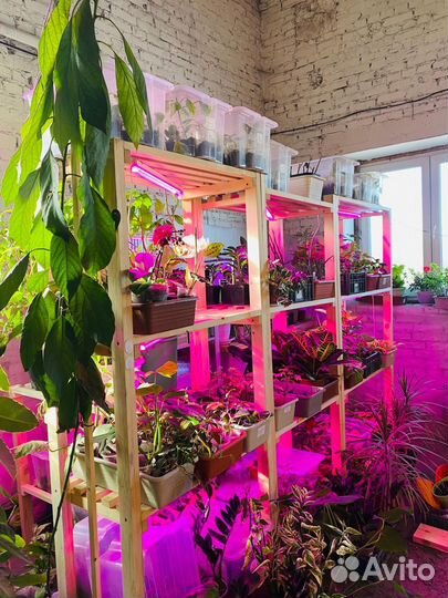 Комнатные растения цветы, собственная оранжерея