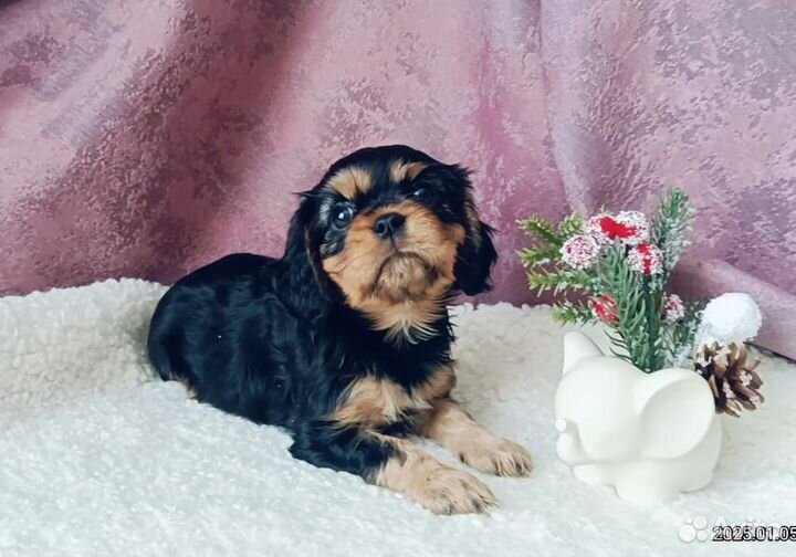 Щенки Кавалер Кинг Чарльз Спаниель