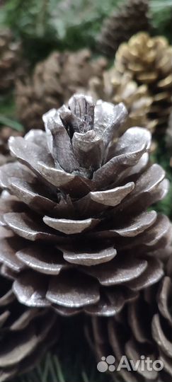 Шишки сосновые для декора