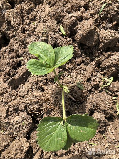 Рассада клубники