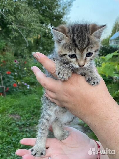 Кошка