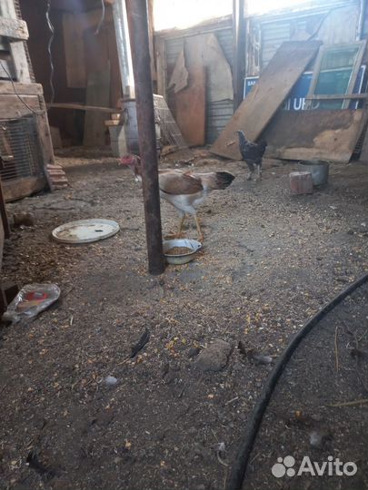 Бойцовые куры