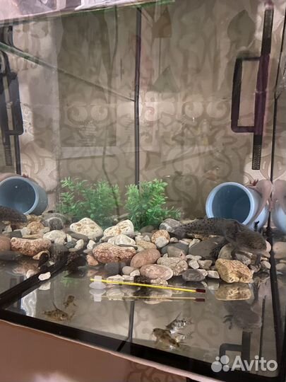 Аксолотли + аквариум