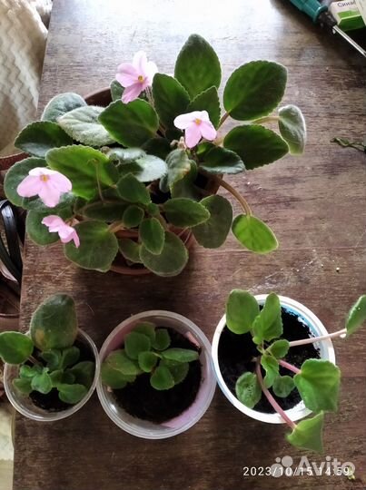 Цветы фиалки