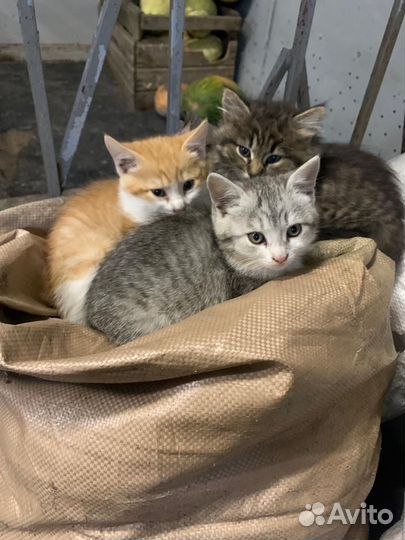 Котята в добрые руки