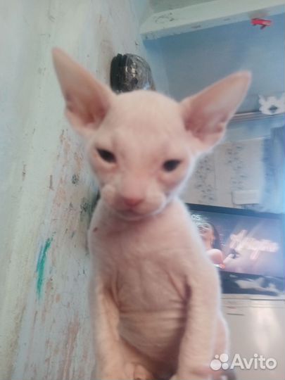 Донской сфинкс котята велюр