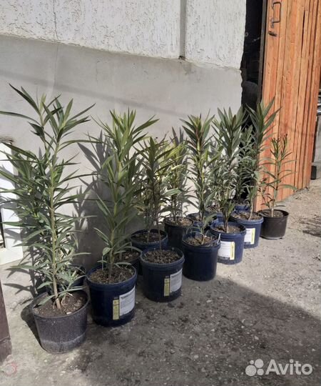 Олеандр махровый Судак