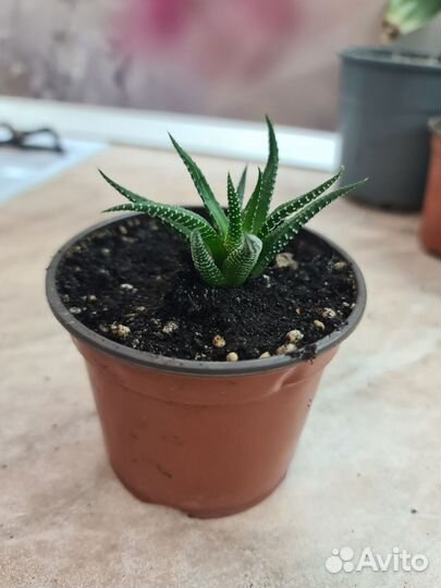 Домашние растения, кактус, спатифиллум, толстянка