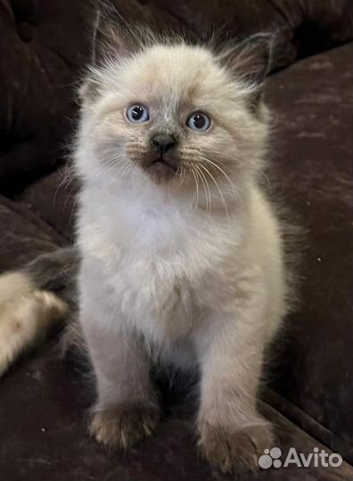 Невские маскарадные котята