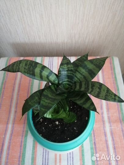 Сансевиерия Ханни / Зейланика без горшка