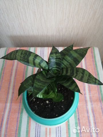 Сансевиерия Ханни / Зейланика без горшка